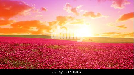 Champ de trèfles cramoisi en fleurs (Trifolium incarnatum) au coucher du soleil. Saison de printemps. Banque D'Images