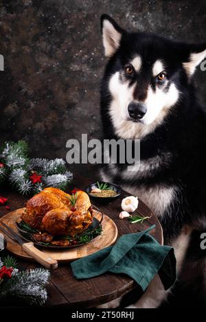 Alaskan malamute dg se trouve près du poulet cuit de Noël Banque D'Images