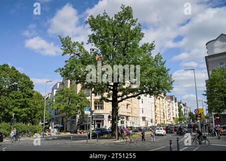 Eiche, Kaisereiche, Rheinstraße, Friedenau, Tempelhof-Schöneberg, Berlin, Deutschland *** Chêne, Kaiser Chêne, Rheinstraße, Friedenau, Tempelhof Schöneberg, Berlin, Allemagne crédit : Imago/Alamy Live News Banque D'Images