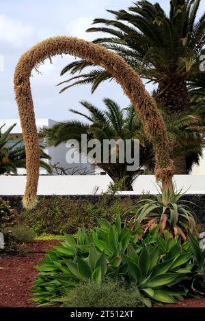 Étrange plante à fleurs, agave à queue de boeuf ou plante du siècle sans épines (Agave attenuata), floraison, Playa Blanca, Lanzarote. Prise en mars 2023 Banque D'Images