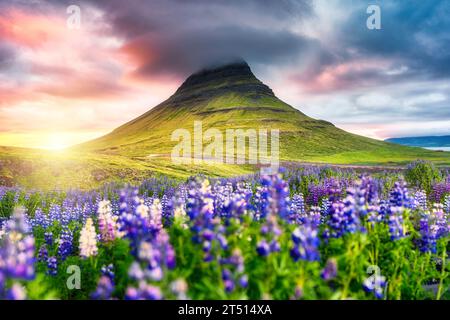 Lever de soleil majestueux sur la montagne Kirkjufell sur la fleur de lupin fleurissant dans la péninsule de Snaefellsnes en été à l'Islande Banque D'Images