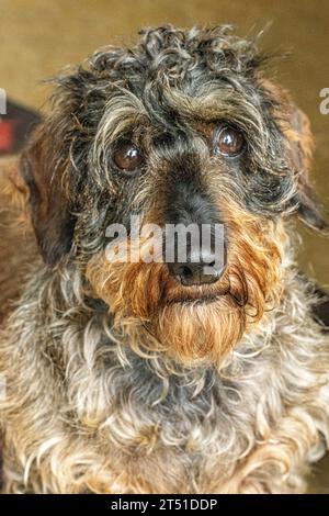 Vue rapprochée d'un chien Teckel à poil de fer Banque D'Images