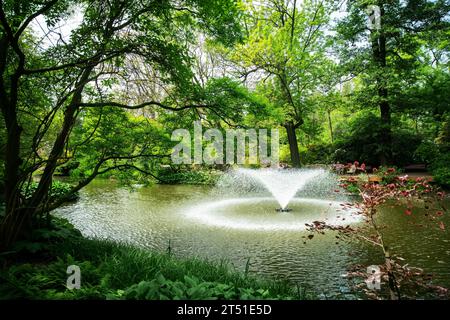 Fantastique vue printanière sur petite fontaine dans l'étang dans le jardin botanique de Wroclaw - fleur de rhododendron de l'autre côté et peopl (personnes méconnaissables) Banque D'Images