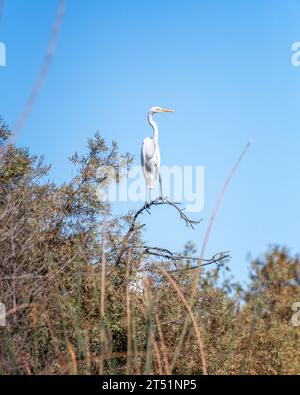 Un grand aigrette (Ardea alba) se perche sur une branche d'arbre dans la réserve naturelle du bassin Sepulveda à Van Nuys, en Californie. Banque D'Images