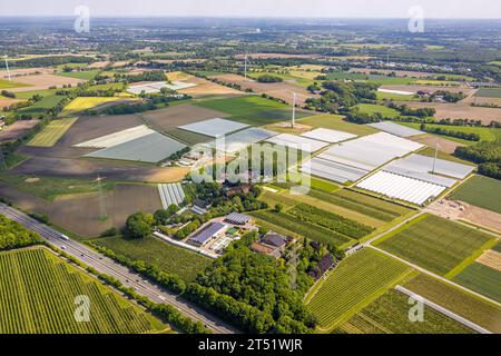 Vue aérienne, champs de fraises avec film protecteur, Kirchhellen-Nord-Ost, Bottrop, région de la Ruhr, Rhénanie du Nord-Westphalie, Allemagne, Culture, DE, paille Banque D'Images