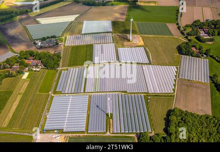 Vue aérienne, champs de fraises avec film protecteur, Kirchhellen-Nord-Ost, Bottrop, région de la Ruhr, Rhénanie du Nord-Westphalie, Allemagne, Culture, DE, paille Banque D'Images