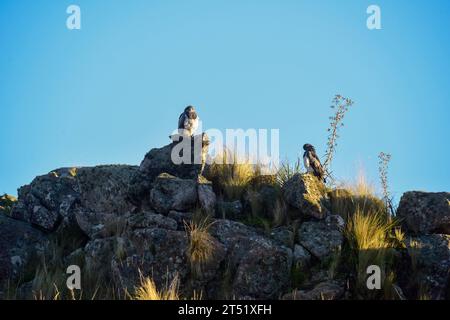 Aigle Buzzard à tête noire, Geranoaetus melanoleucus, prairies des Highlands à Pampa de Achala, parc national de Quebrada del Condorito, Cordoba provincic Banque D'Images