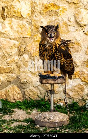 Juvenile dressé Eurasian Eagle Owl assis sur un perchoir. Nom scientifique : Bubo bubo Banque D'Images