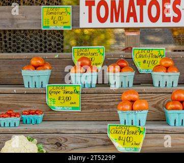 Image détaillée de tomates fraîchement cueillies à vendre à la ferme de Hubbard Banque D'Images