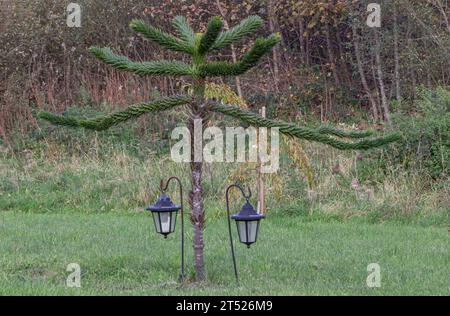 Petit arbre de puzzle de singe jeune avec deux lumières solaires en dessous Banque D'Images