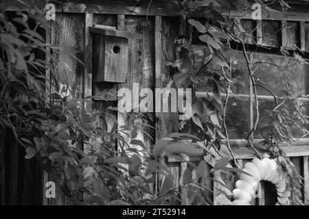 Un nichoir rustique est cloué à l'arrière d'un ancien hangar en bois entouré de vignes et de plantes dans un jardin. L'image a été capturée sur un an noir analogique Banque D'Images