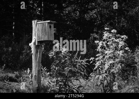 Un nichoir en bois perché sur un poteau de bois usé au milieu d'un champ fleuri de fleurs sauvages. L'image a été capturée en noir analogique et blanc Banque D'Images