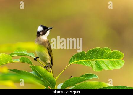 Taureau ventilé léger perché sur une branche avec des feuilles Banque D'Images