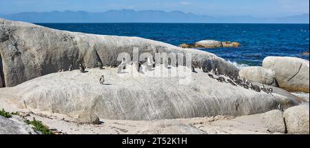 Pingouins sur les rochers à Boulders Beach en Afrique du Sud. Oiseaux sans vol jouant et se relaxant sur une plage isolée et vide en été. Animaux sur un Banque D'Images