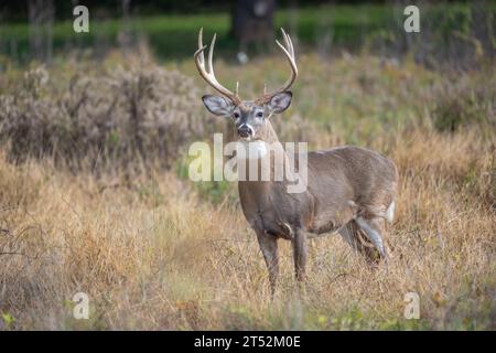 Cerf à queue blanche (Odocoileus virginianus) Buck en automne Banque D'Images