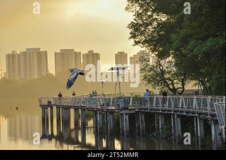 Les gens faisant de l'exercice matinal sur la promenade de bois à Jurong Lake Gardens dans la partie ouest de Singapour. Un héron gris est en vol. Banque D'Images