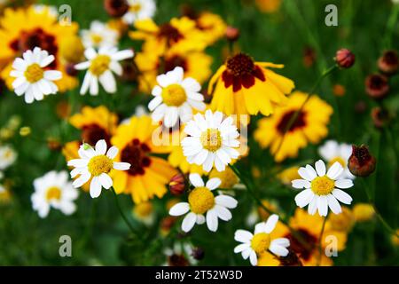 Champ de camomilles et de fleurs de coreopsis au jour ensoleillé dans la nature Banque D'Images