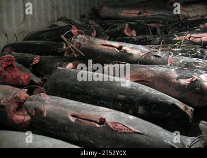 0908170000X-002 OCÉAN ATLANTIQUE (le 17 août 2009) des piles de poissons se trouvent dans la cale du navire de pêche battant pavillon taïwanais Yu Feng en raison de prétendues activités de pêche illégale au large de Freetown, en Sierra Leone. Des membres d'équipage du Cutter Legare de la Garde côtière américaine (WMEC 912), ainsi que des représentants de l'aile maritime des forces armées de Sierra Leone, du ministère des Pêches et du Bureau de la sécurité nationale ont découvert la prise illégale après avoir mené une opération conjointe d'arraisonnement. La Sierra Leone patrouille les eaux plus éloignées de leur rivage pour protéger leur zone économique. Legare, homeported in Portsm Banque D'Images