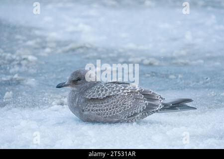 Goéland hareng Larus argentatus juvénile repose sur la banquise nouvellement formée le long de la zone côtière 1002 de la réserve faunique nationale de l'Arctique North Slope Ak Banque D'Images