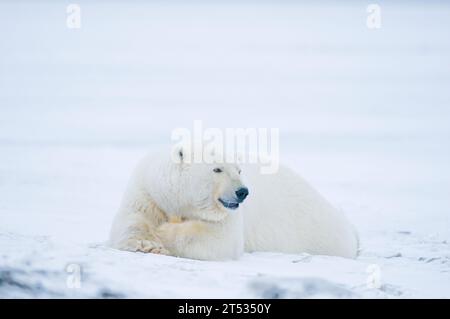 L'ours polaire Ursus maritimus repose le long de la côte à l'automne geler dans 1002 zones de la réserve faunique nationale arctique Kaktovik Alaska Banque D'Images