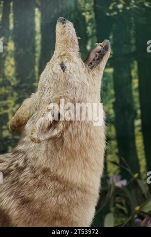 Gros plan d'un loup hurlant dans la jungle Banque D'Images