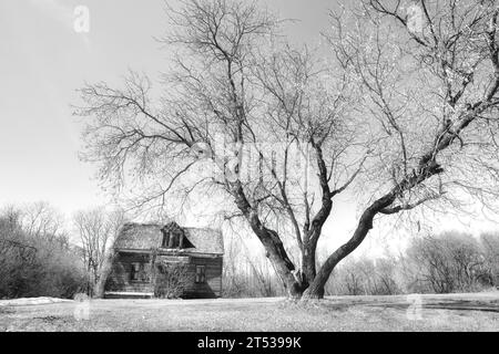 Une maison en bois déserte de deux étages avec de la peinture longtemps fanée avec un énorme arbre dans la cour avant dans un paysage rural printanier Banque D'Images