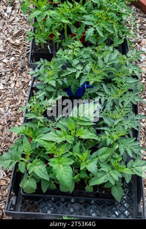 Une variété de plants de tomates très sains durcis à l'extérieur avant d'être plantés au printemps. Banque D'Images