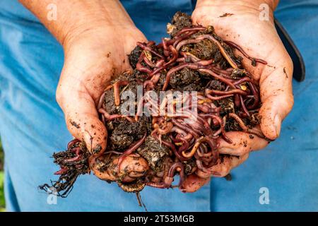 La vermiculture dans le jardinage biologique. Un jardinier aux deux mains pleines de vers de compost. Banque D'Images