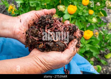 La vermiculture dans le jardinage biologique. Un jardinier aux deux mains pleines de vers de compost. Banque D'Images