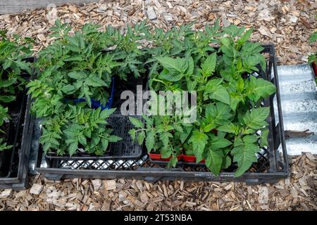 Une variété de plants de tomates très sains durcis à l'extérieur avant d'être plantés au printemps. Banque D'Images