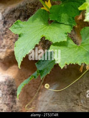 Une minuscule vrille en spirale et des feuilles vertes d'une vigne de plante de concombre suspendue au-dessus d'un mur de jardin Banque D'Images