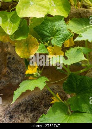 Le patch Veggie, Un enchevêtrement de minuscules vrilles de curling, de fleurs jaunes et de feuilles vertes d'une vigne de concombre suspendue au-dessus d'un mur de jardin Banque D'Images