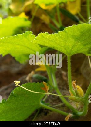 Soleil illuminant le dessous des feuilles vertes d'une vigne de concombre avec des vrilles en spirale et des fleurs jaunes suspendues au-dessus d'un mur de jardin Banque D'Images