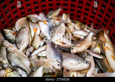 Focalisation sélective, Groupe de poissons dans le panier à vendre sur le marché. Poisson frais dans le panier rouge. Banque D'Images