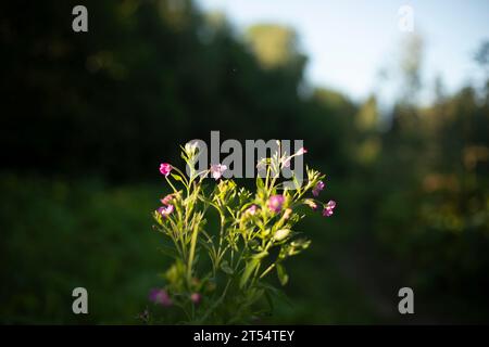 Plante dans les rayons du soleil. Fleur dans la nature. Détails de la nature en été. Plante verte. Banque D'Images