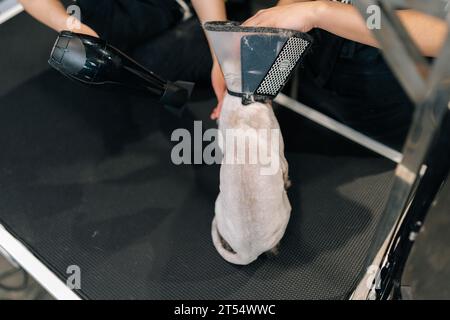 Vue à grand angle du chat taillé dans un collier vétérinaire protecteur autour du cou séchage sous sèche-cheveux après le rasage et le bain sur le salon de toilettage Banque D'Images