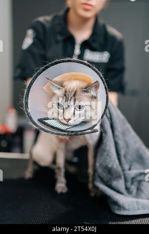 Plan vertical de joli chat dans un collier vétérinaire protecteur autour du cou séchage avec une serviette éponge après le rasage et le bain sur le salon de toilettage Banque D'Images