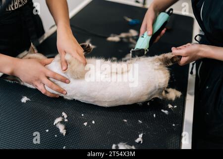 Gros plan de l'adorable propriétaire d'animal de compagnie tenant dans la main un chat mignon effrayé tout en taillant la fourrure de la jambe d'animal de compagnie avec tondeuse éclectique. Banque D'Images