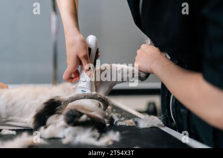 Gros plan recadré de tondeuse femelle méconnaissable coupant les poils de chat domestique sur la jambe à l'aide d'une tondeuse électrique pour animal de compagnie sur le salon des animaux. Banque D'Images