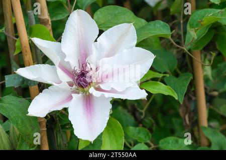 Clématis la comtesse de Wessex, Clématis Evipo073, fleurs en forme d'étoile rose pâle, couronne d'étamines rouge foncé. Banque D'Images