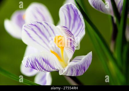 Fleurs violettes de crocus sur fond vert. Banque D'Images