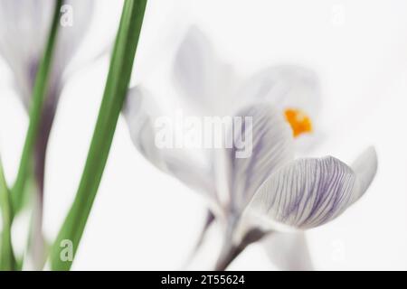 Fleurs violettes de crocus sur fond blanc lumineux isolé. Banque D'Images