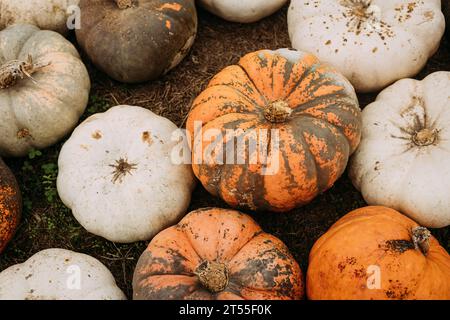 Citrouilles orange et blanches de cendrillon à la citrouille Banque D'Images