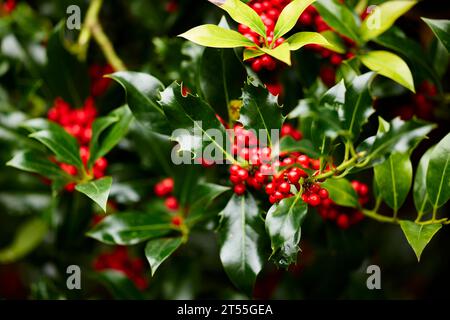 Baies rouges sur un Holly Bush Banque D'Images