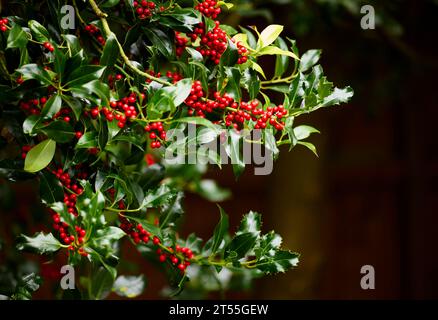 Baies rouges sur un Holly Bush Banque D'Images