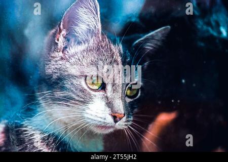 Beau portrait de jeune chat frêne derrière une vitre cosmique Banque D'Images
