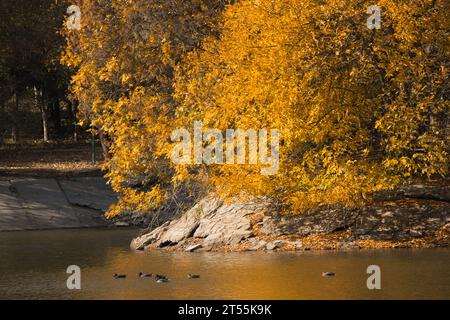 sur la rive d'un lac avec des canards, un grand arbre moelleux avec des feuilles jaunes en automne Banque D'Images