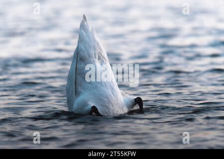 cygne sur l'eau bleue du lac en journée ensoleillée, cygnes sur l'étang Banque D'Images