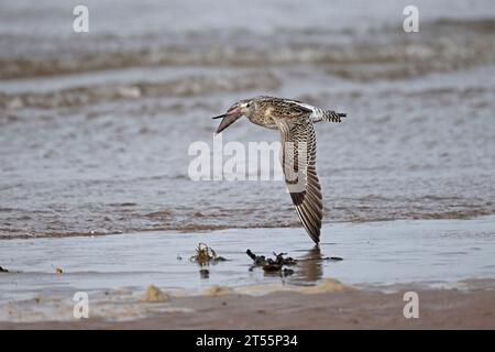 Godwit à queue de bar en vol à Aberlady Bay East Lothian Scotland Banque D'Images