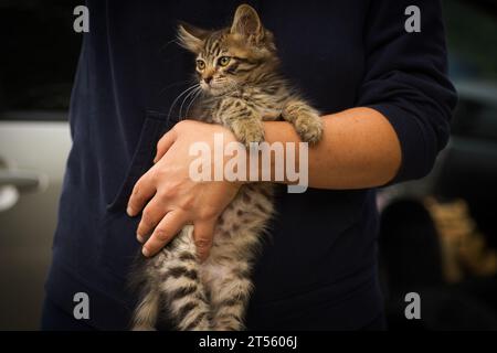 petit chat tabby moelleux dans les bras, petit chat dans les bras du nouveau propriétaire Banque D'Images